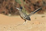 Greater Roadrunner